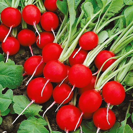 Фото Редис Черриэт F1 1гр