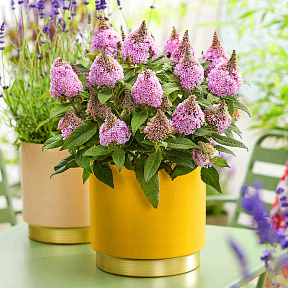 Буддлея Литл Рокстарс Пинк