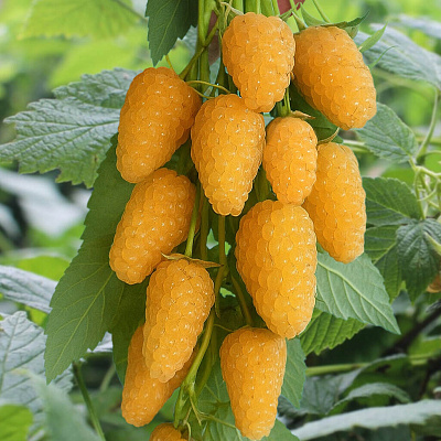 Малина ремонтантная Светлячок