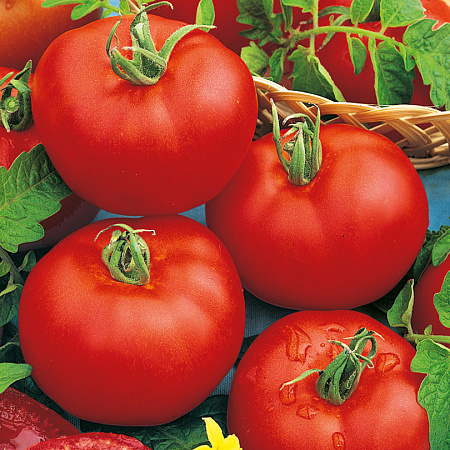 Фото Помидор Нада F1