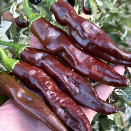 Фото Перец сладкий Палермо шоколадный F1