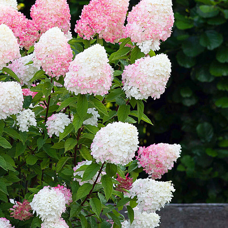 Фото Гортензия метельчатая Пинк энд роуз