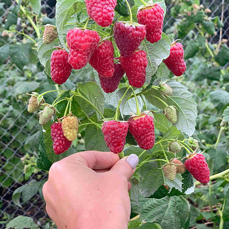 Фото Малина ремонтантная Васёна