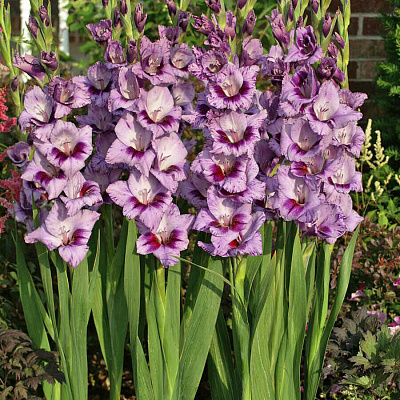 Гладиолус Пассос