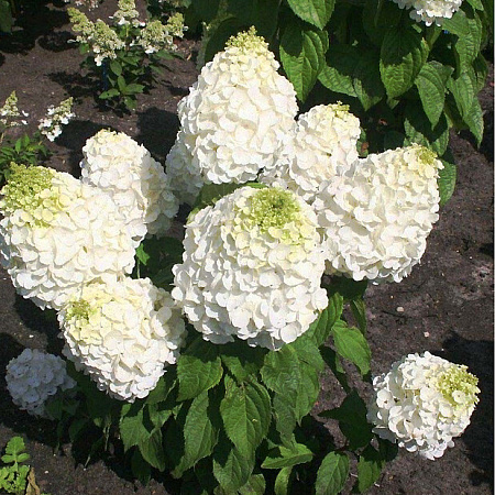 Фото Гортензия метельчатая Мэджикал Маунт Фуджи