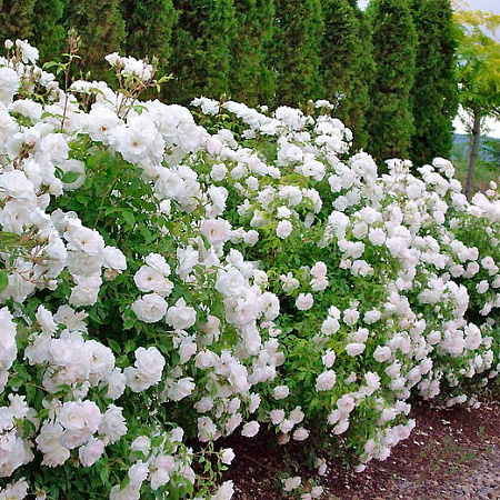 Фото Роза почвопокровная Вайт фейри