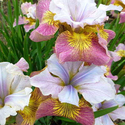 Ирис сибирский Шугар Раш