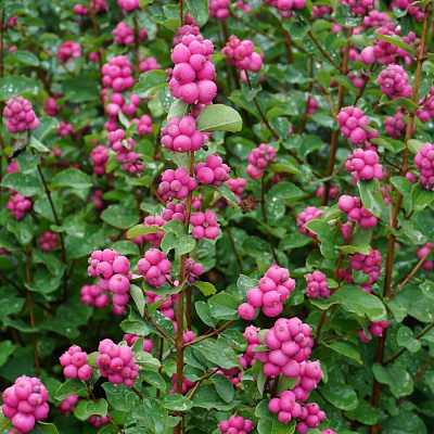 Снежноягодник Мэджик берри