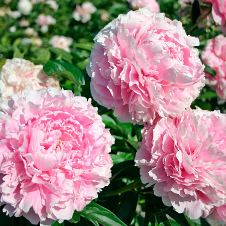 Фото Пион Сара Бернар