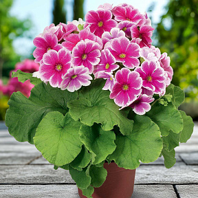 Примула Либре пикоти Розовая