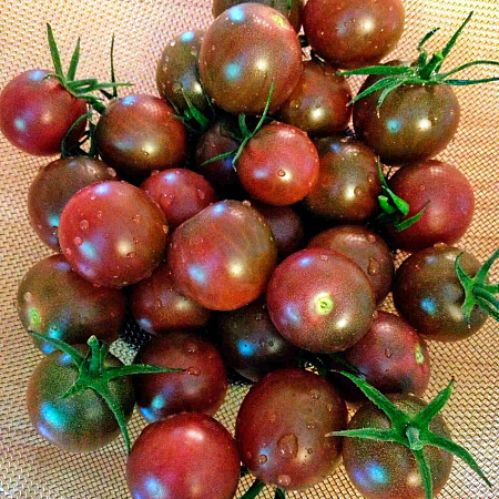 Фото Помидор Сумерок