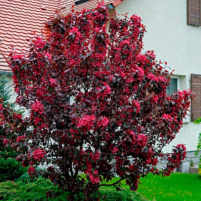 Яблоня декоративная Роялти