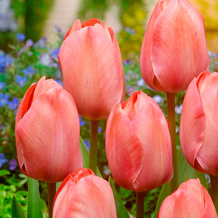 Фото Тюльпан Дарвинов гибрид Сэлмон Ван Эйк