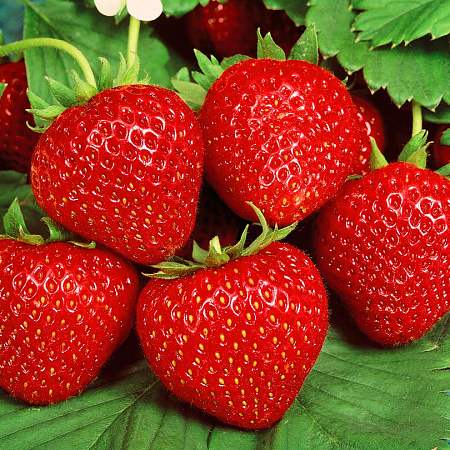 Фото Земляника садовая Гармония