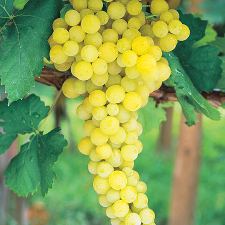 Фото Виноград Лора