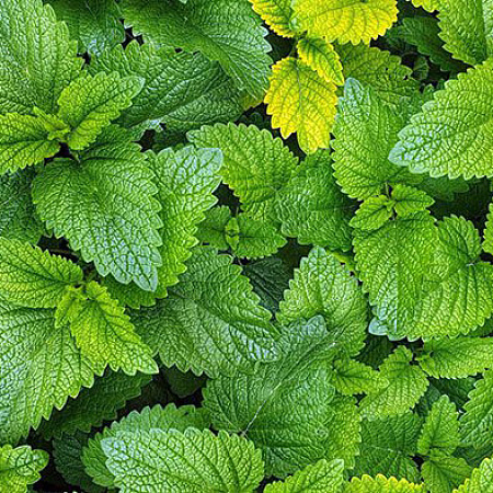 Фото Мята Банан