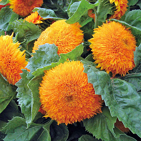 Подсолнух декоративный Медвежонок Тедди