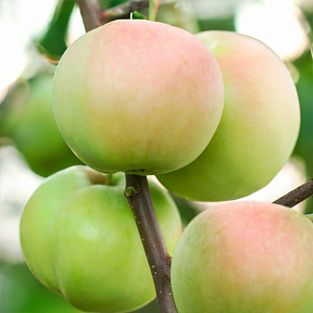 Яблоня Подснежник