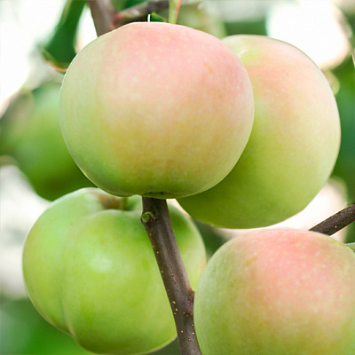 Яблоня Подснежник
