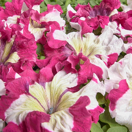 Фото Петуния Превосходнейшая Медная пятнистая