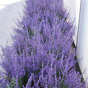 Перовския лебедолистная Лэйси Блю