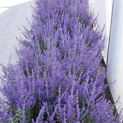 Перовския лебедолистная Лэйси Блю