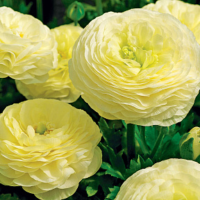 Лютик Маше Кремовый