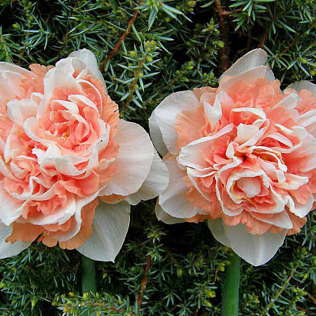 Фото Нарцисс Пинк Парадайз