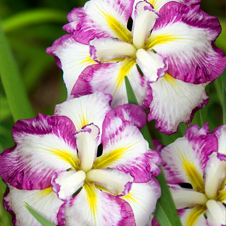 Фото Ирис японский Диннер Плейт Чизкейк