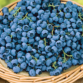 Голубика Дюк