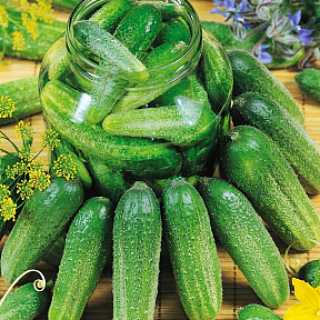 Огурец Клодин F1