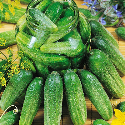 Огурец Клодин F1