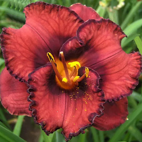 Лилейник Беррилишес