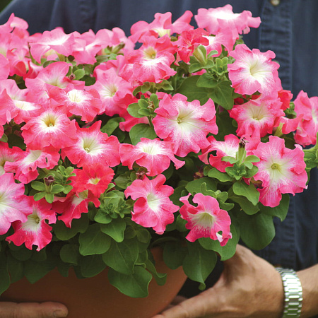 Фото Петуния Дримс Коралловое утро