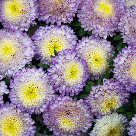 Фото Астра Бонита топ блю