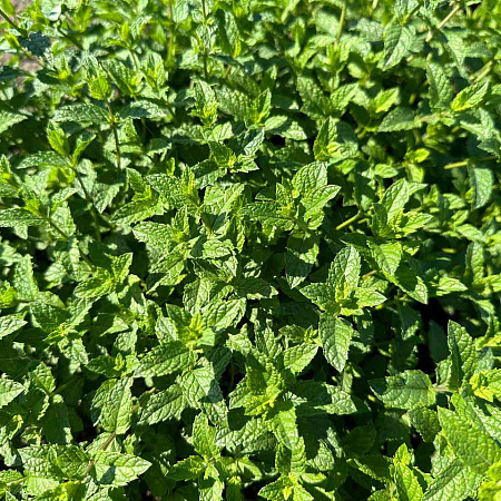 Фото Мята Лимонная