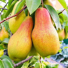 Груша Талгарская красавица