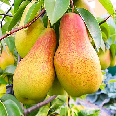 Груша Талгарская красавица