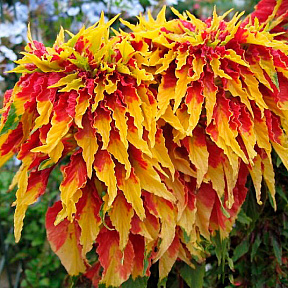 Амарант трёхцветный Само совершенство