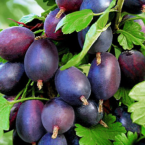 Крыжовник Грушенька