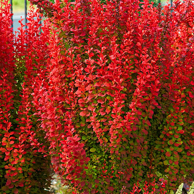 Барбарис тунберга Ред рокет