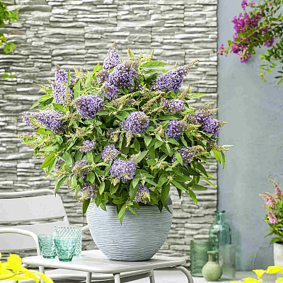 Буддлея Баттерфляй Кенди Литл Лила