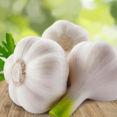 Чеснок озимый Скиф