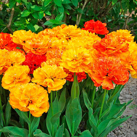 Фото Тюльпан махровый поздний Санлавер