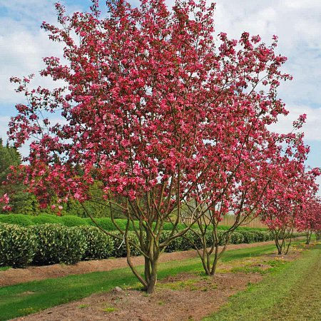 Фото Яблоня декоративная Рудольф