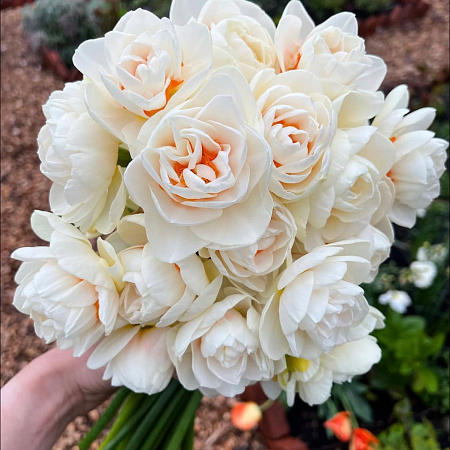 Фото Нарцисс Гей Тейбор