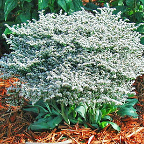 Кермек татарский