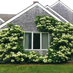 Гортензия черешковая