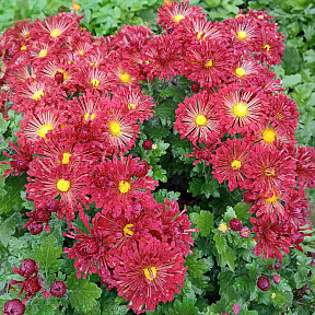 Хризантема корейская Вересневый бисер