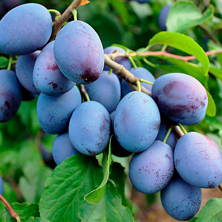 Фото Слива Венгерка Белорусская